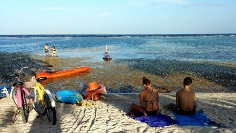 Gestionan 280 mdp para remover sargazo en playas de Quintana Roo