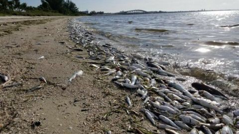 Miles de peces muertos por marea roja aparecen en playas de Florida