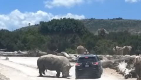 Captan video de rinoceronte embistiendo camioneta en Africam Safari