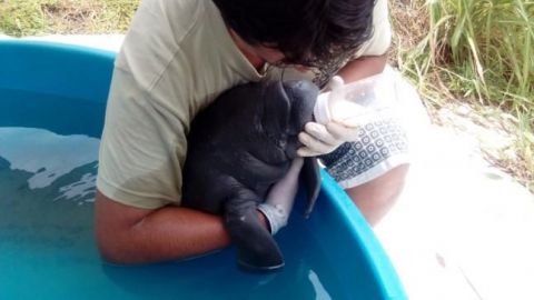 Rescatan cría de manatí en Tabasco