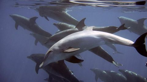 Hallan muertos nueve delfines en costas afectadas por marea roja en Florida