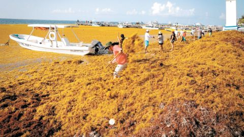 UNAM crea comité de científicos para combatir sargazo en playas de QR