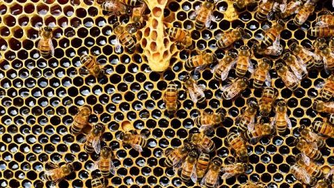 ¿Qué pasaría si desaparecieran las abejas?