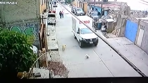 #Video muestra cuando supuesta camioneta de Bimbo atropella a un perro