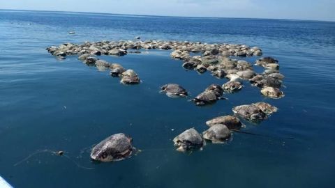 Asciende a 141 tortugas muertas en las últimas dos semanas en Chiapas