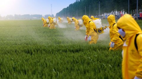 Al menos 34 personas intoxicadas en localidad chilena por pesticida