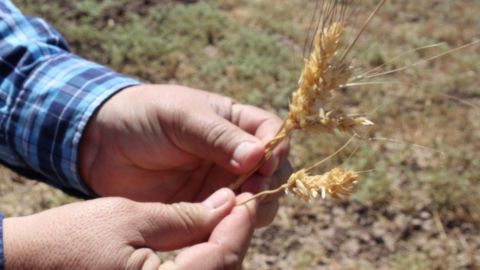 Analizarán semilla de trigo vendida en el valle de Mexicali