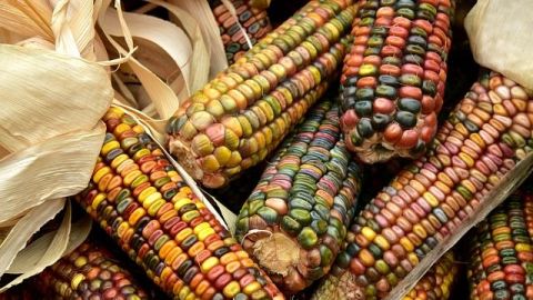 Diez bebidas mexicanas tradicionales elaboradas con maíz