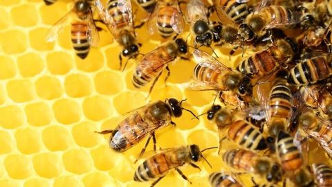 Reducción de población de abejas "amenaza" la producción de alimentos