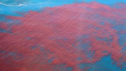 Cierran playas de Miami ante la presencia confirmada de la marea roja