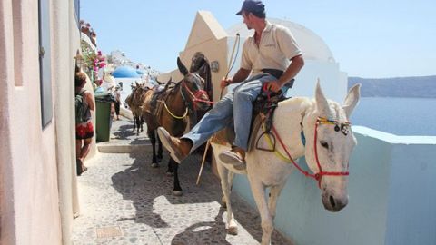 En Grecia, prohibirán que turistas con sobrepeso viajen en burro