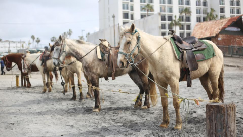 Busca Benja Gómez sancionar el maltrato de caballos “Turísticos”