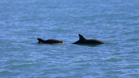 Avistamiento de vaquita marina da esperanza a especialistas