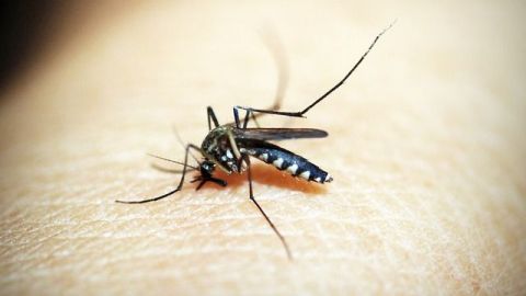 Vigilan a mosquito transmisor del dengue
