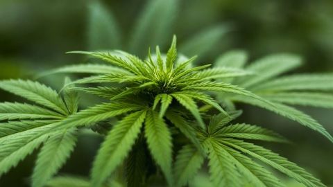 Uso de marihuana entre menores de Colorado se mantiene tras la legalización