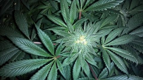 Cofepris emite lineamientos para uso medicinal de marihuana