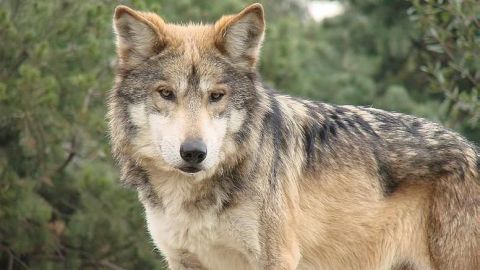 El año más mortal para el lobo gris mexicano ha sido el 2018