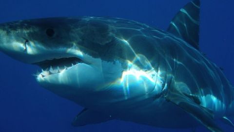 Tiburón ataca a buzo en el Golfo de California; le arrancó la pierna