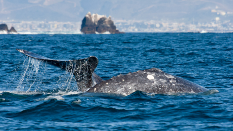 Abren temporada para el avistamiento de ballenas en Bahía Todos Santos
