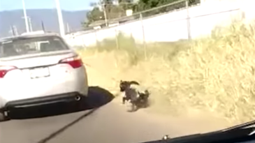 VIDEO: Captan otro caso de maltrato animal; arrastran a perro desde un auto