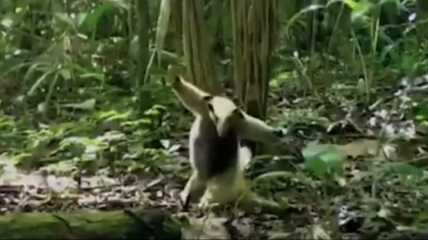 VIDEO: El oso hormiguero que "práctica" artes marciales
