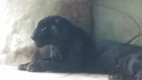 Muere jaguar "El negro" que habitaba el parque La Venta, en Tabasco