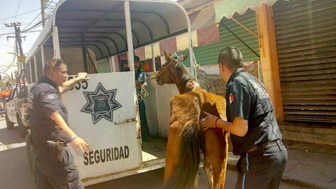 Rescatan a yegua y a perro pitbull que sufrían maltrato en Ecatepec