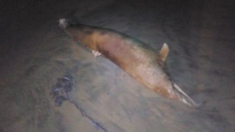 Hallan decenas de tortugas y un delfín muertos en varias playas
