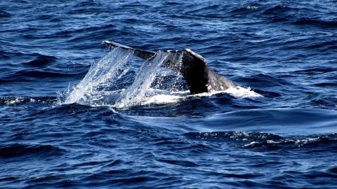 Invitan al avistamiento de ballenas en el Pacífico