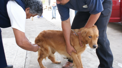 Vacunarán a mascotas en Tecate durante semana nacional de vacunación antirrábica