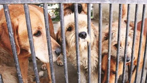 PRI va por 12 años de prisión a quien maltrate animales