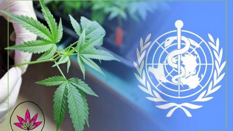 "Falta de regulación a cannabis medicinal pone en riesgo a pacientes terminales"