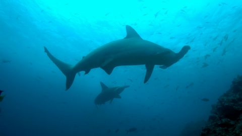 Realizan estudio sobre el tiburón martillo, México consume 40 mil toneladas