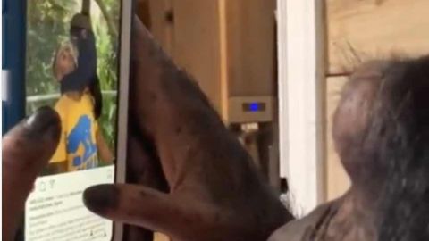 VIRAL: EL chimpancé que disfruta de instagram