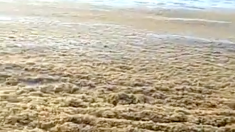 Marea verde de sargazo devora poco a poco a Playa del Carmen