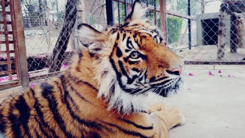 Someten a valoración médica a tigre del zoológico del Parque Morelos