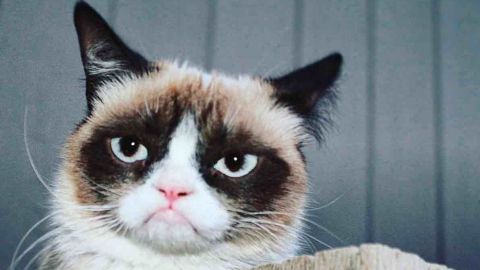 Muere Grumpy Cat, una leyenda del internet