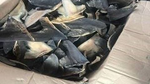 SAT asegura 10.4 toneladas de aletas de tiburón en Manzanillo