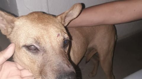 Denuncian agresión sexual contra canino en Mexicali