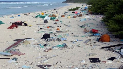 Mueren 100 mil especies marinas cada año por plástico, dice la CNDH
