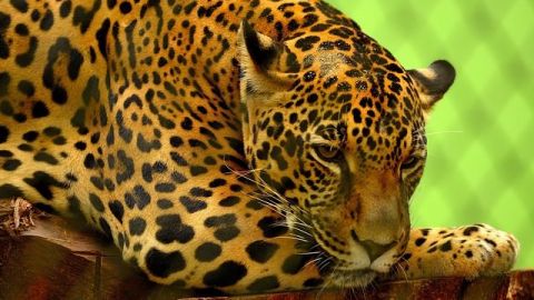 Jaguar devora a perro en zoológico de Orizaba