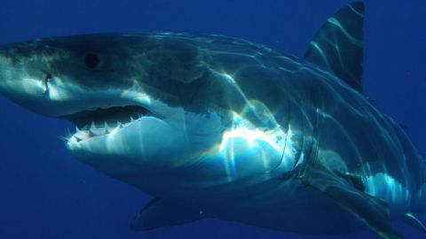 Un hombre es atacado por un tiburón, segundo incidente en semanas