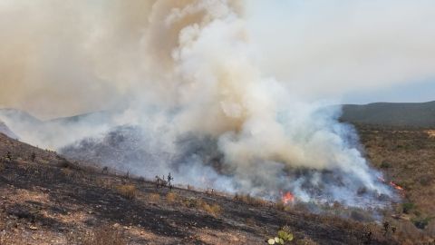 Atienden Bomberos incendio forestal en Ensenada