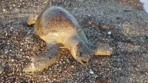 Graban video de muerte de tortuga marina en Mar de Cortés