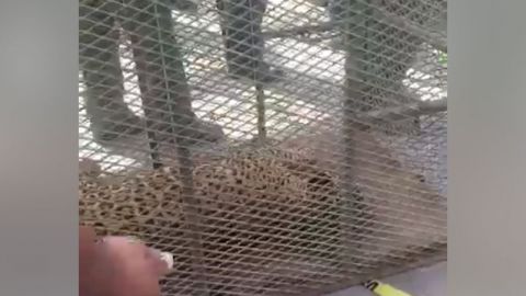 Reportan a un jaguar en el bulevar Agua Caliente
