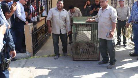 Jaguar capturado será trasladado al zoológico del Hipódromo