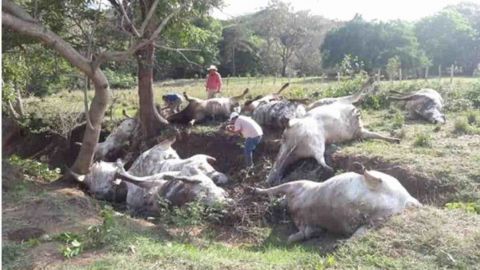 Rayo mata a 13 vacas