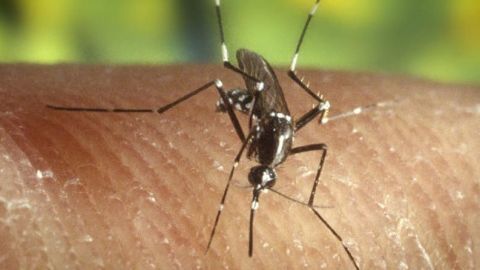 Mosquitos mortales en Caléxico podrán pasar a Mexicali
