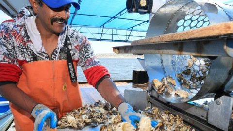 Genera sector pesquero más de 40 mil millones de pesos anuales