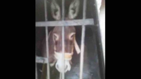 Tras 72 horas encarcelado, liberan al burro